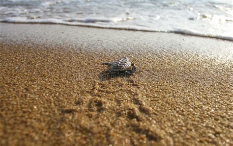 Baby Turtles Hawksbill Sea Turtle Stock Image - Image of sand, beach: 225537657