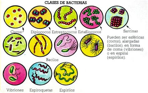 Cosas De Bi Logos Importancia De Las Bacterias