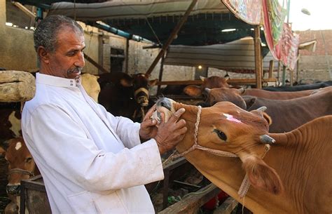 Turkey's Qurban Bayram traditions keep up with changing times | Daily Sabah