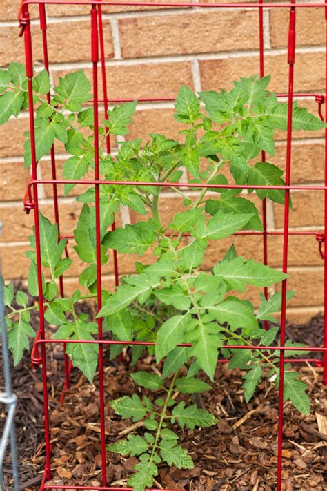 The 6 Biggest Tomato Planting Mistakes And How To Avoid Them