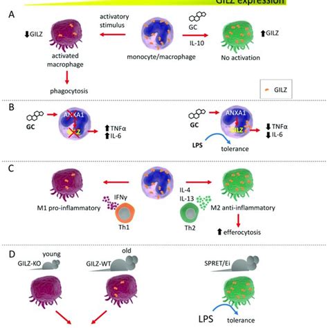 The Anti Inflammatory Effects Of Gc And Gilz In The Control Of B Cell