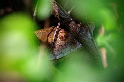 The Unseen Threat A Copperhead In Ambush North Ga Rherpetology