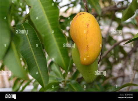 Mangifera Indica Hi Res Stock Photography And Images Alamy