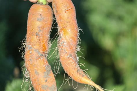 Bawełnica topolowo marchwiana i jej zwalczanie w marchwi Warzywa Polowe