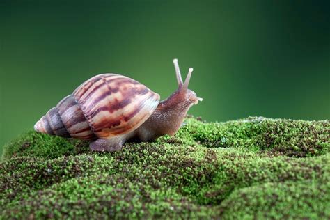 Giant African Land Snail Invasion Puts Part Of Florida Under Quarantine