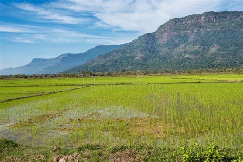 Rice Fields in the Champasak Valley, Laos Stock Photo - Image of ...