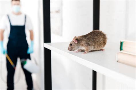 What Attracts Mice To Homes? Does A Mouse Infestation Mean Your House ...