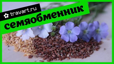 Каталог семян. Семяобменник. Старые семена. Меняемся натуральными ...