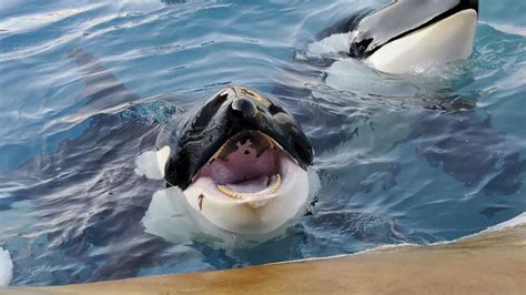 D C S D Une Orque Au Marineland D Antibes L Association One Voice Va