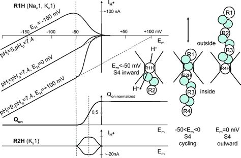 Schematic Drawing Of Proton Currents Through Shaker Potassium And Na V