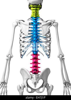 Human Spine Illustration Stock Photo Alamy