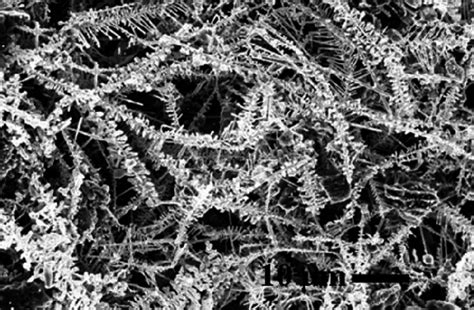 Scanning Electron Microscopy Image Of Silver Dendrite Formed With