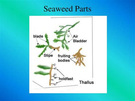 Ppt Macroscopic Algae Powerpoint Presentation Free Download Id5323877