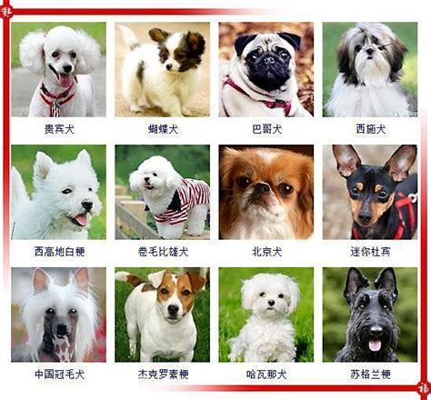 狗狗品种大全看看你能叫的出多少种 狗狗 博美犬 品种 新浪新闻