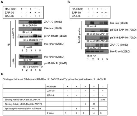 Hek293 Cells Were Transfected With Combinations Of Plasmids Expressing