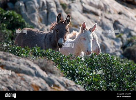 Black And White Donkeys Asinara Nationaal Park Porto Torres Sassari