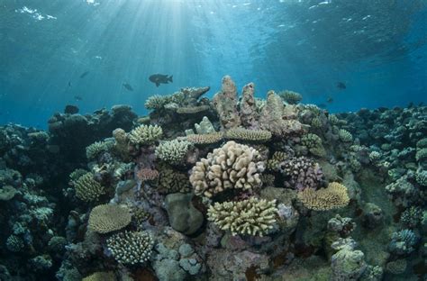 50 Reefs Q&A: Raising awareness on the importance of coral reef ...