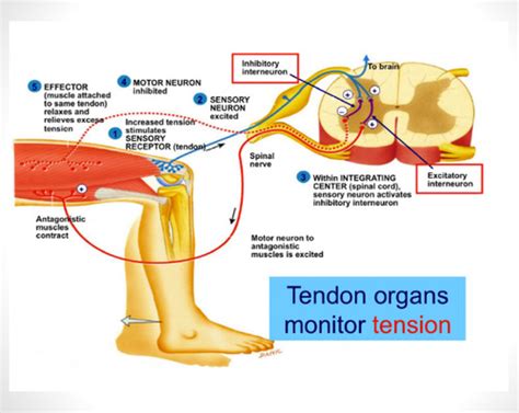 Muscle Spindles And Golgi Tendon Organs Flashcards Quizlet