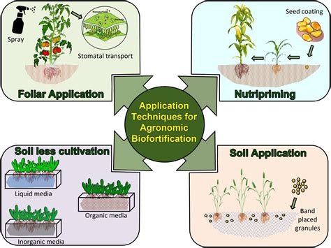 Frontiers Agronomic Biofortification Of Food Crops An Emerging