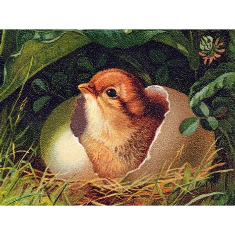 Hatching Chicks Card Etsy