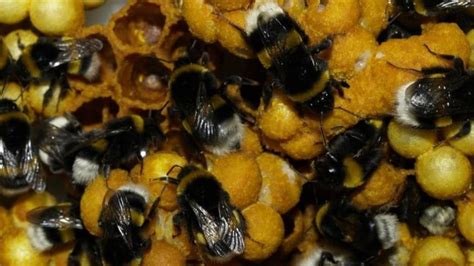 Orduda Bombus Arısı üretildi Ekonomi Haberleri Ekonomİ
