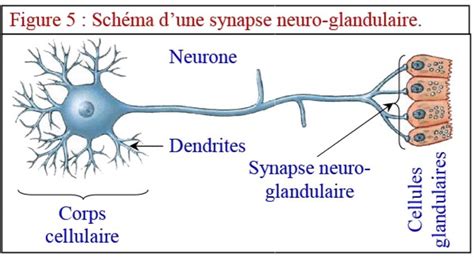 La Communication Nerveuse Cours Partie 4 AlloSchool