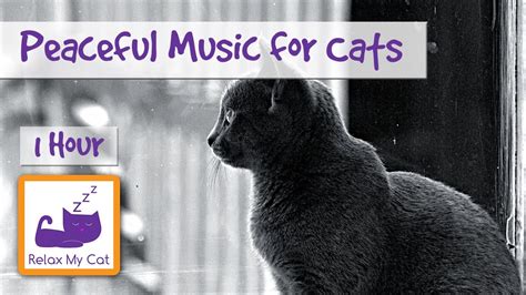 Peaceful Relaxation Music For Cats Of Any Age Or Breed Relaxing Cat