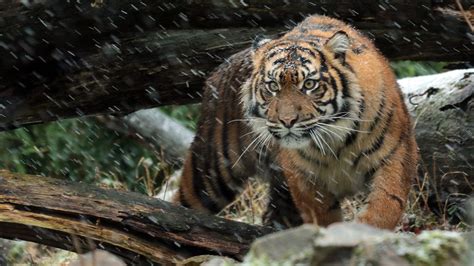 Wild Sumatran Tiger 4k Wallpapers Hd Wallpapers Id 19599