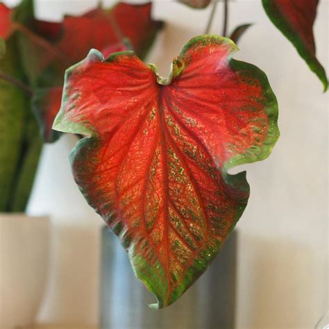 Caladium Red Ruffles Plantizia Sk