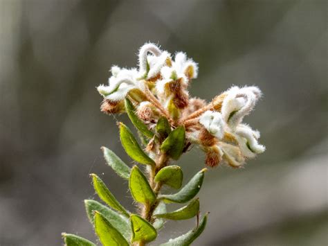 Grevillea Buxifolia Hdr Australian Plants Society