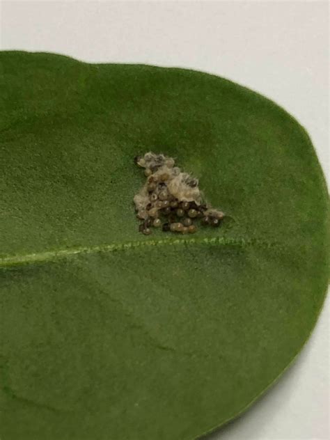 Found On Spinach From Costco Bug Eggs What Kind Of Bug R