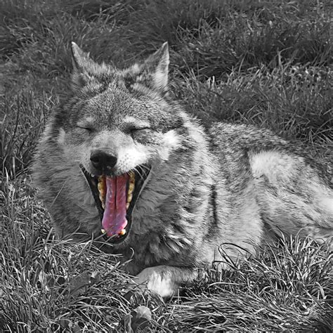 What Big Jaws You Have Mr. Wolf Photograph by Gill Billington - Pixels