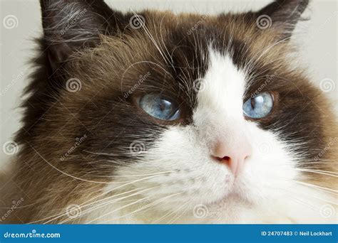 Siamese Ragdoll Cat Stock Image Image Of Doll Pretty 24707483