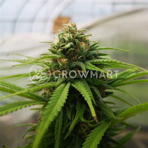 Barney´s Farm Cbd Caramel Regulérní Semínka Konopí Growmartcz