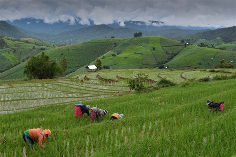 Rice Terraces in Chiang Mai, Thailand. Editorial Stock Photo - Image of ...