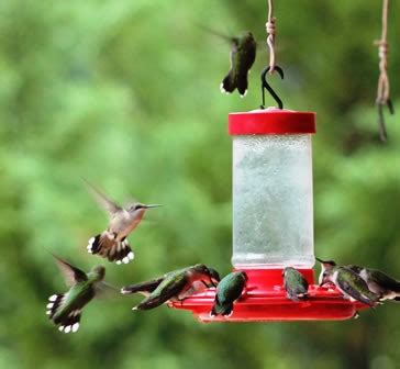 Hummingbird feeders, glass feeders, plastic hummer feeders and how to ...