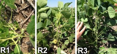 Soybean Growth Stages R2