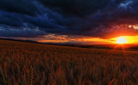 Fields Sunrises And Sunsets Scenery Sky Ear Botany Clouds Hd