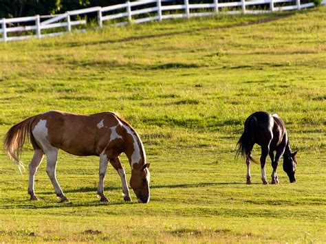 Free picture: farmland, grazing, horses, farm, grass, animal, cavalry ...