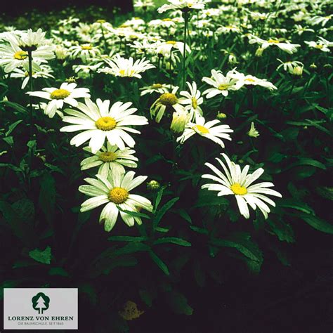 Leucanthemum Superbum Dwarf Snow Lady Baumschule Lve