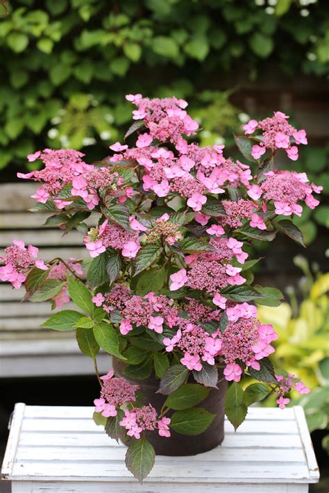 Hydrangea Serrata Koreana Flower Colour Heinje Flickr