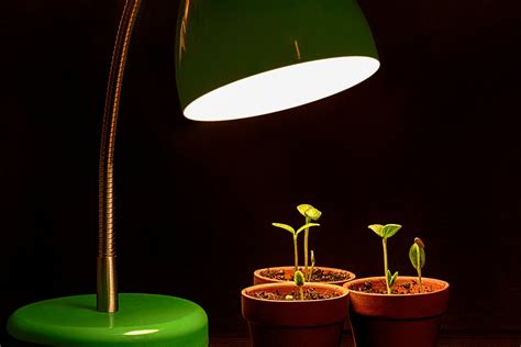 What Type Of Light Do Plants Need? - LampHQ