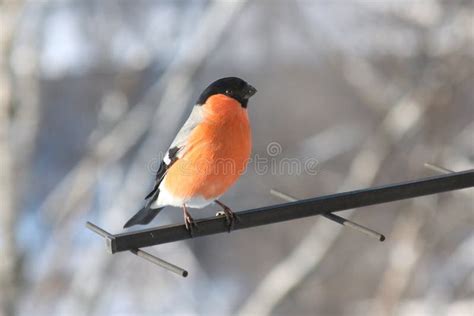 Red Songbird Bullfinch Sitting On Yellow Lichen Branch Sumava Czech