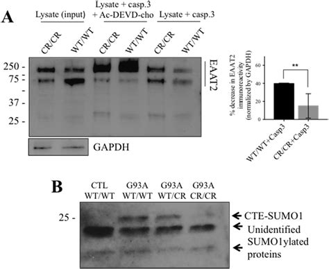 Eaat D N Inhibits Caspase Cleavage And Cte Sumo Formation A