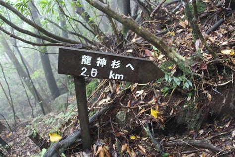 素晴らしき Mountain ＆ Flower By Yamatake ＜屋久島遠征＞②龍神杉（堂々たる巨大な屋久杉に圧倒される）（鹿児島県）