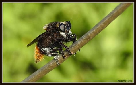 Moscardón Cazador De Abejas Mallophora Ruficauda Ecoregistros