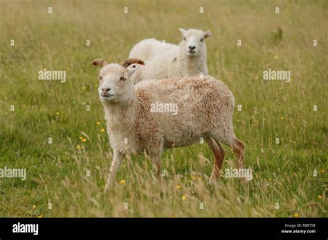 Short Tailed Sheep Breed Hi Res Stock Photography And Images Alamy