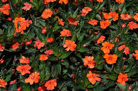 Sun Harmony Orange New Guinea Impatiens (Impatiens 'Sun Harmony Orange ...