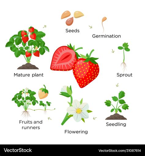 Strawberry Plant Growing Stages From Seeds Vector Image