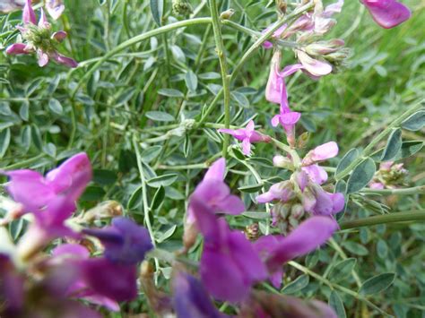 Plants of the Northern Great Plains - Yellowfield Biological Surveys